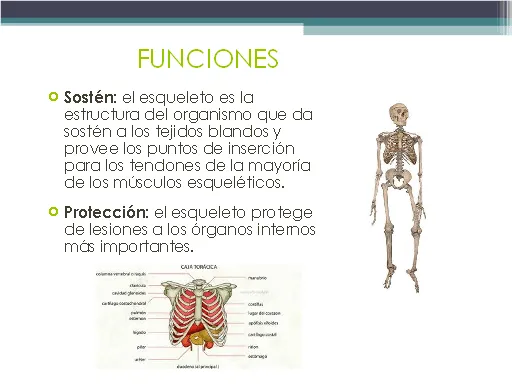 Sistema esquelético - Monografias.com