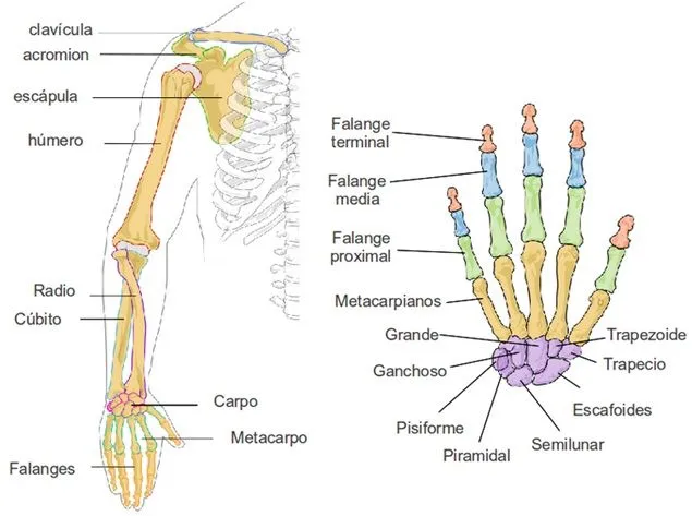 Sistema esquelético | Morfofisiología