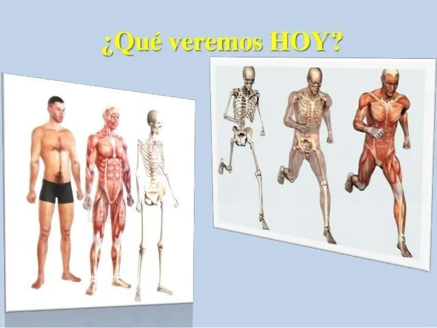 Sistema esqueletico y muscular.