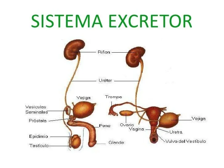 Sistema excretor