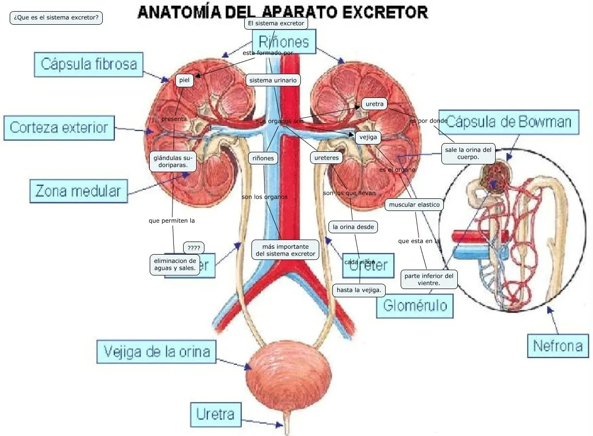 SISTEMA EXCRETOR (cindy 11-1): ALTERACIONES EN EL SISTEMA EXCRETOR