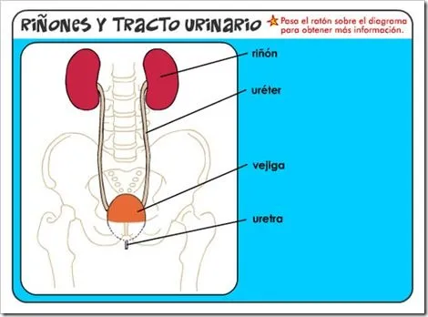 SISTEMA EXCRETOR | JUGANDO Y APRENDIENDO