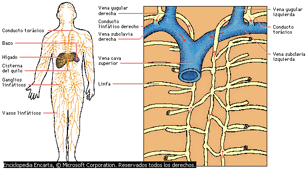 Partes del cuerpo internas - Imagui