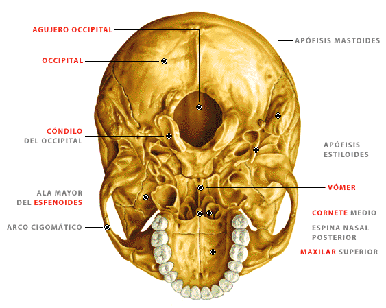 Sistema Locomotor