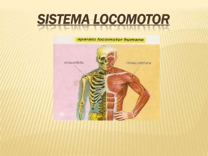 Sistema locomotor