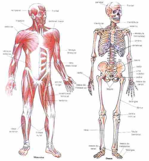 SISTEMA LOCOMOTOR DOS ANIMAIS - BIOLOGIA - Guia Digital sobre Biologia