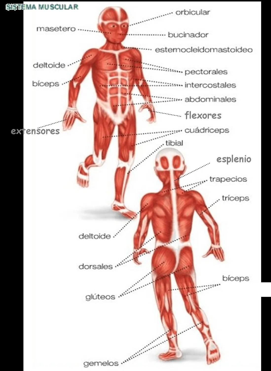 El sistema locomotor para dibujar - Imagui