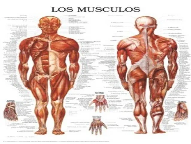 Sistema Muscular