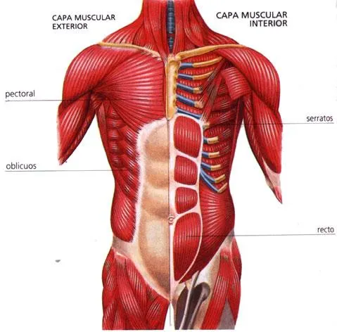 sistema muscular | Aprendiendo juntos.