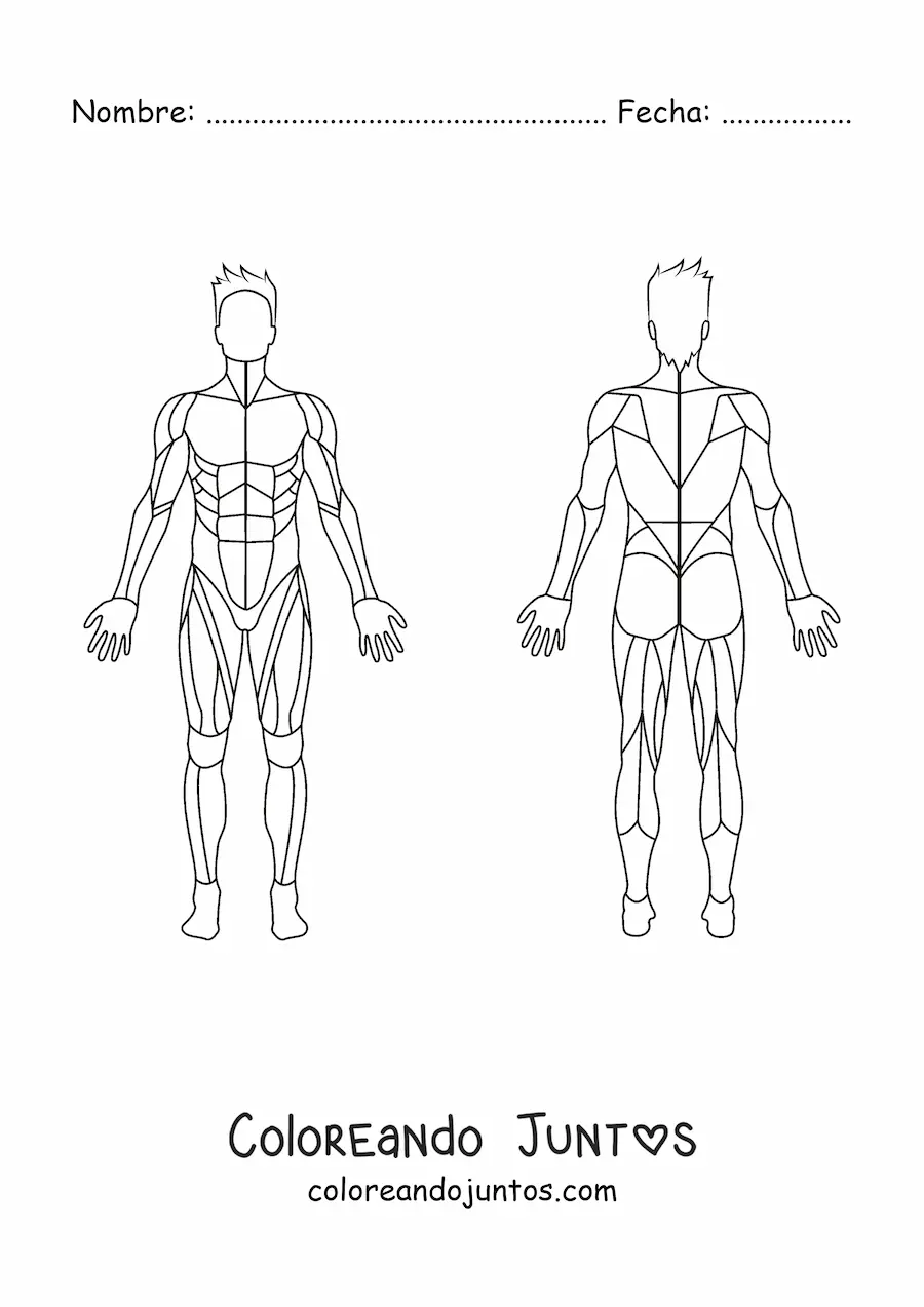 Sistema muscular | Coloreando Juntos