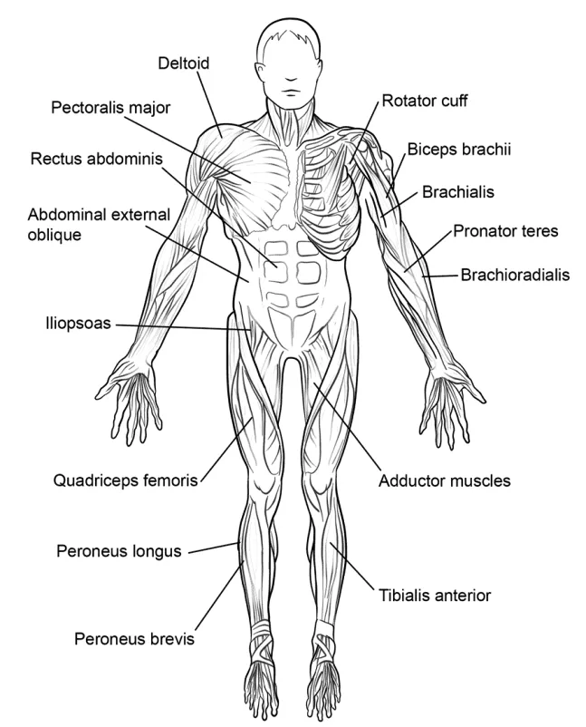 Sistema muscular para colorear - Cuerpo humano