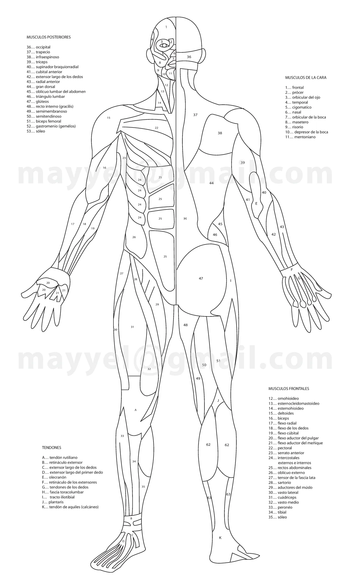 Sistema Muscular Completo para colorear - 1 3 4 5 6 7 8 9 10 11 13 12 14 15  22 23 24 25 25 25 25 27 - Studocu