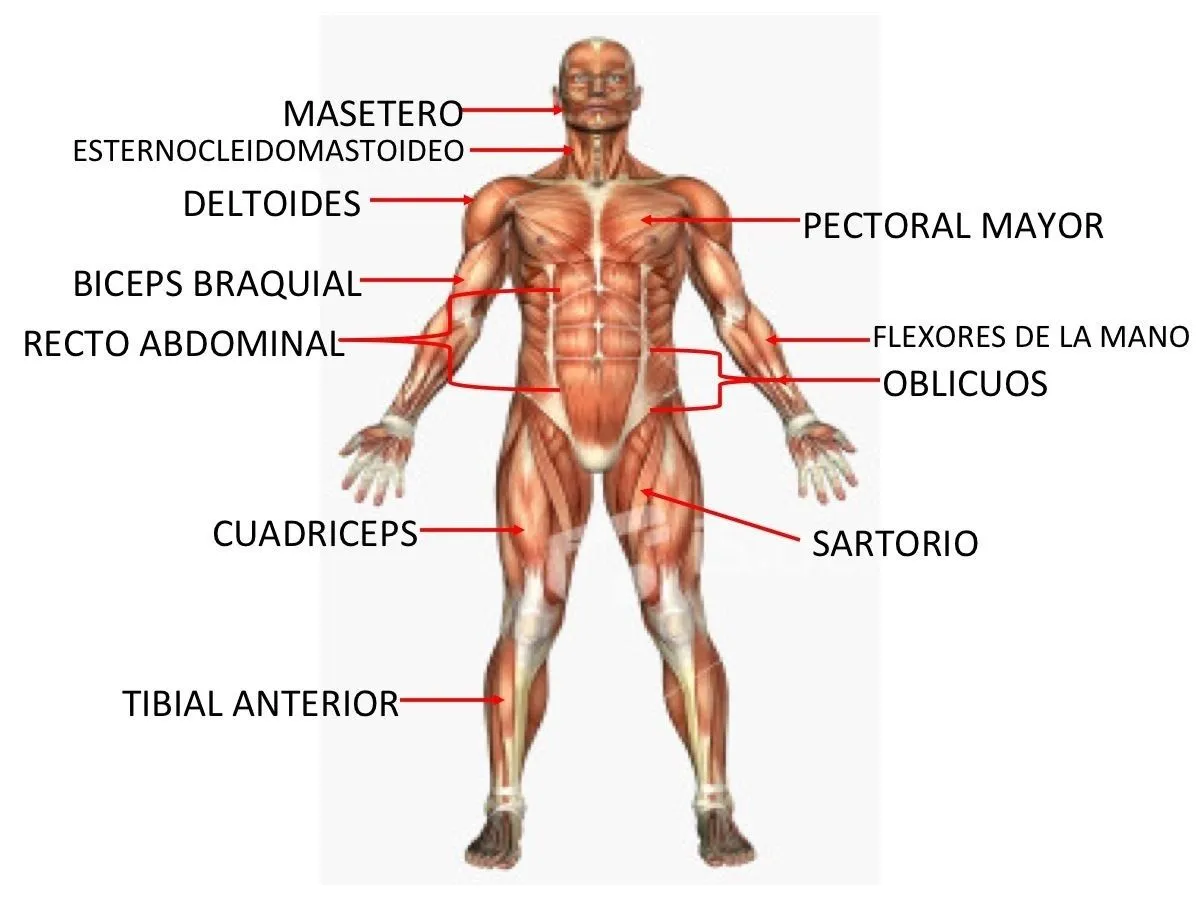 Sistema Muscular | EDUCACION FÍSICA - SUFD