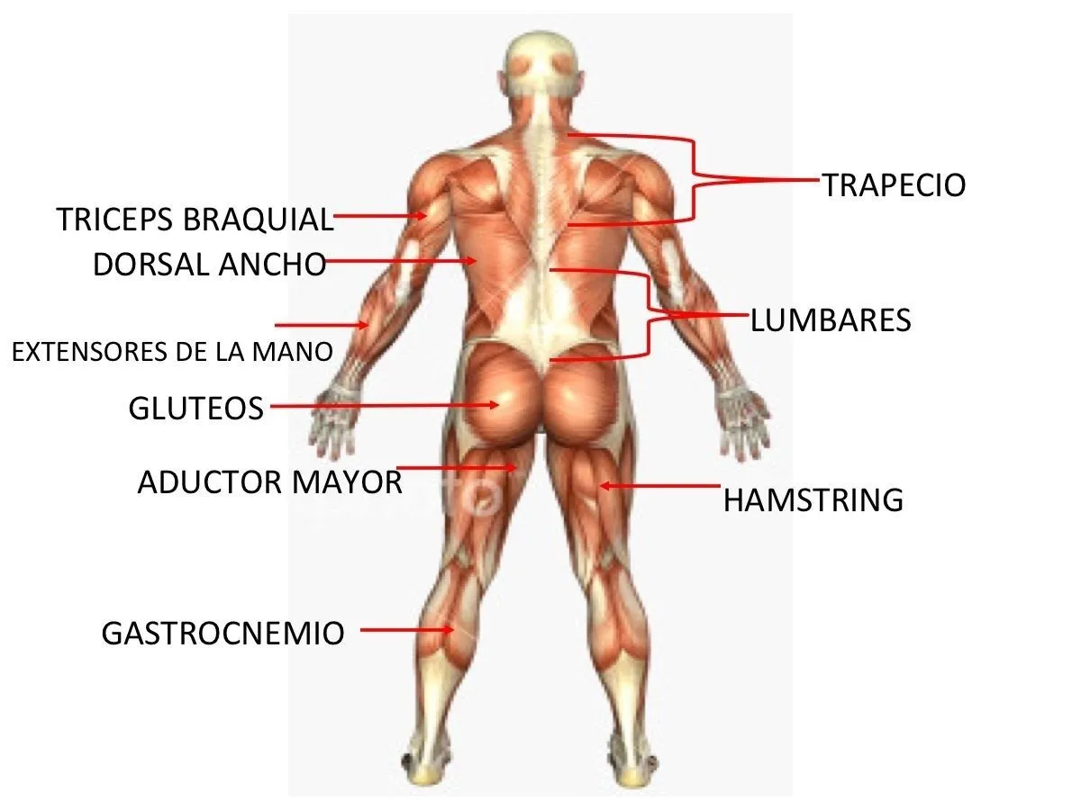 Sistema Muscular | EDUCACION FÍSICA - SUFD