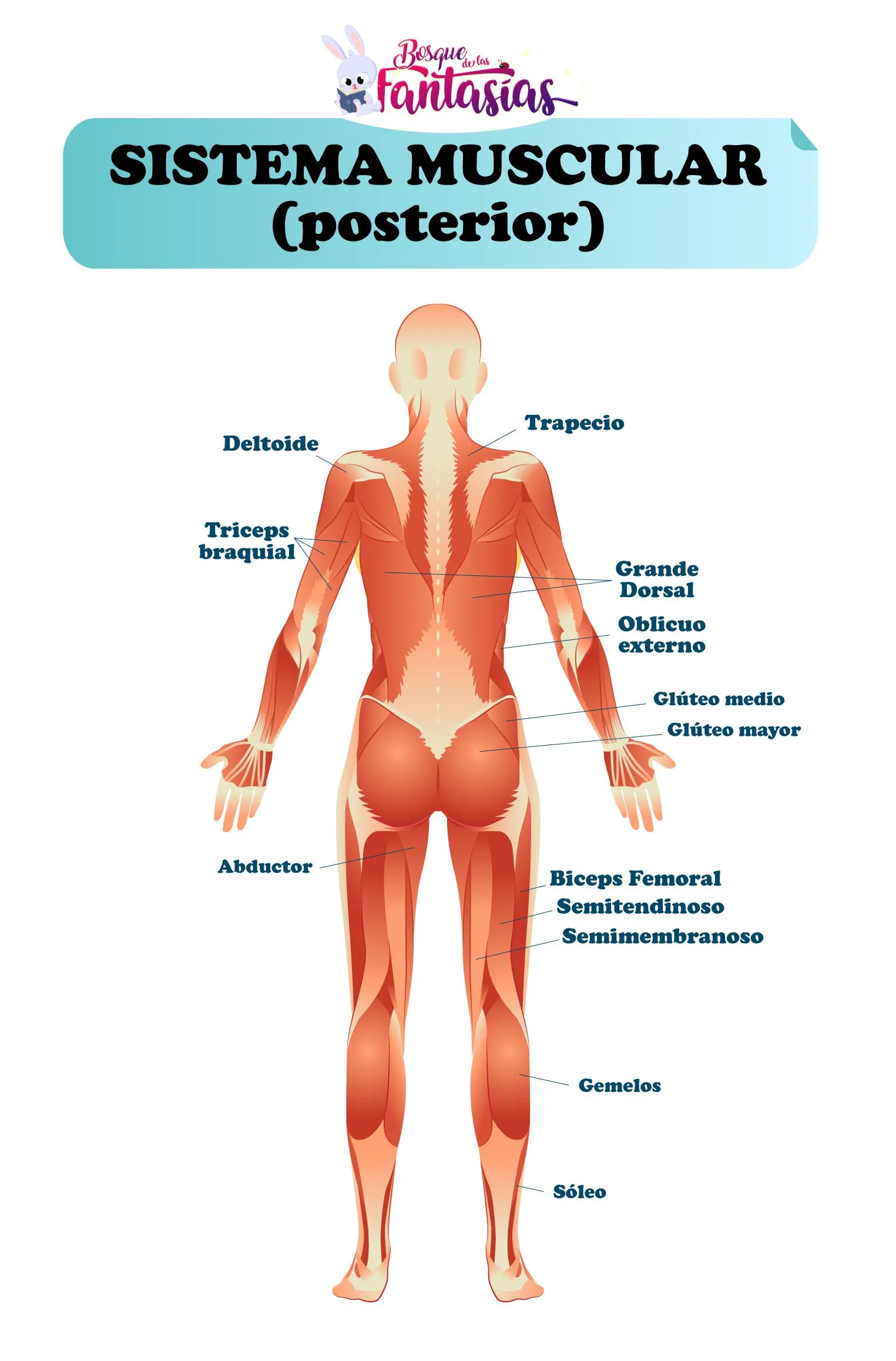 EL SISTEMA MUSCULAR ® Esquemas, partes y funciones