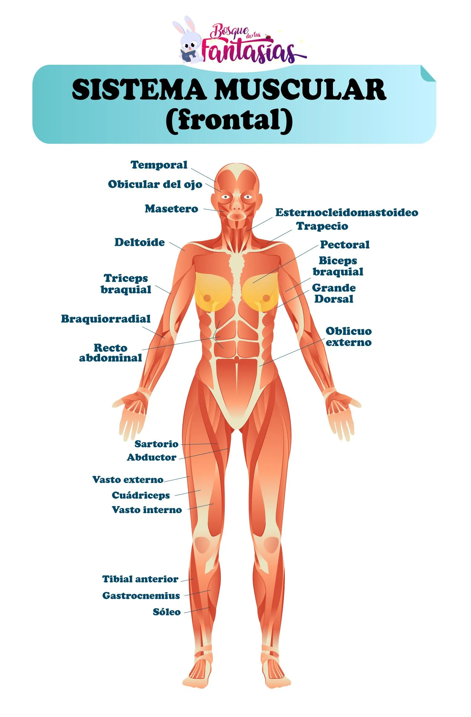 EL SISTEMA MUSCULAR ® Esquemas, partes y funciones