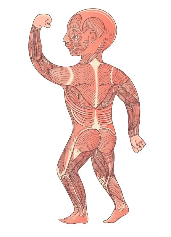 EL SISTEMA MUSCULAR ® Esquemas, partes y funciones