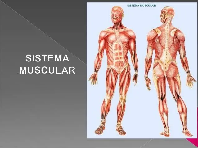 Sistema muscular foto sin nombres - Imagui