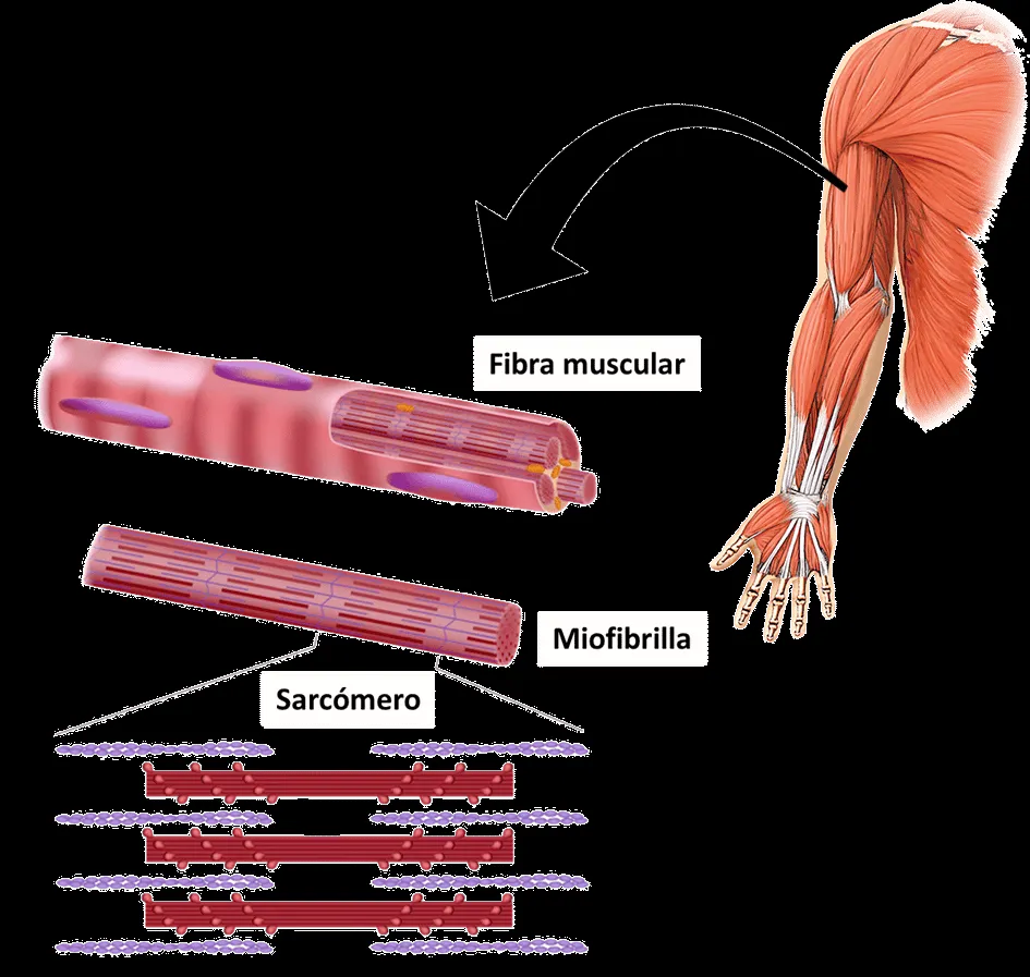 ▷ Sistema muscular◁ Función y tipos de músculos