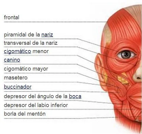 Sistema muscular | Músculos de la cara | Resources for Medical ...