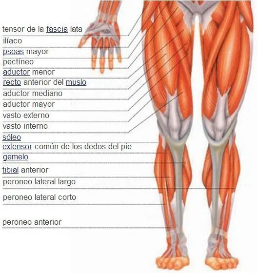 Sistema muscular | Músculos de la pierna | Vista anterior ...