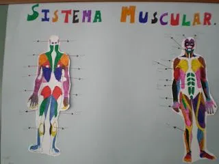 PABLO Educación Física: TRABAJO DE E.F, EL SISTEMA MUSCULAR.