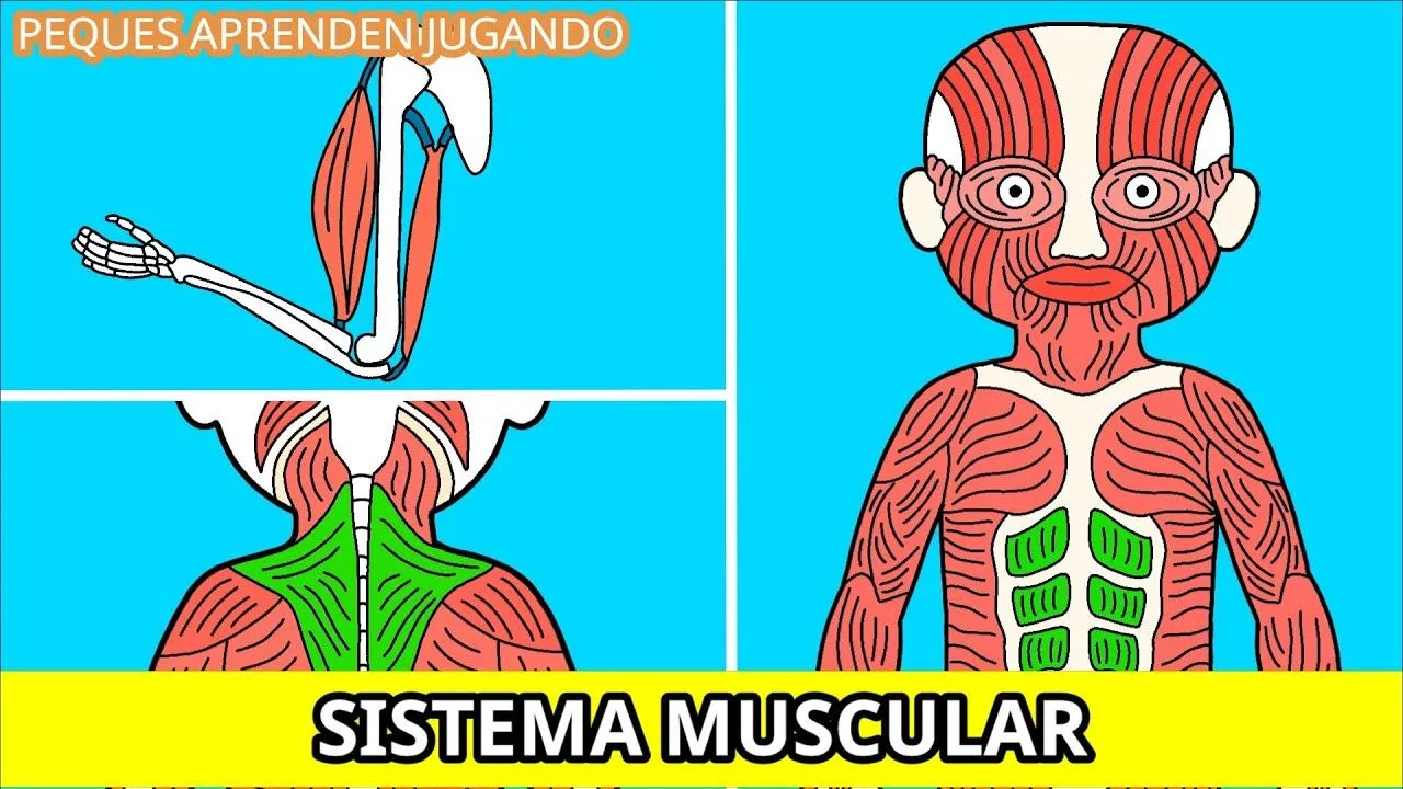 El sistema muscular para niños Video de Peques Aprenden Jugando - YouTube