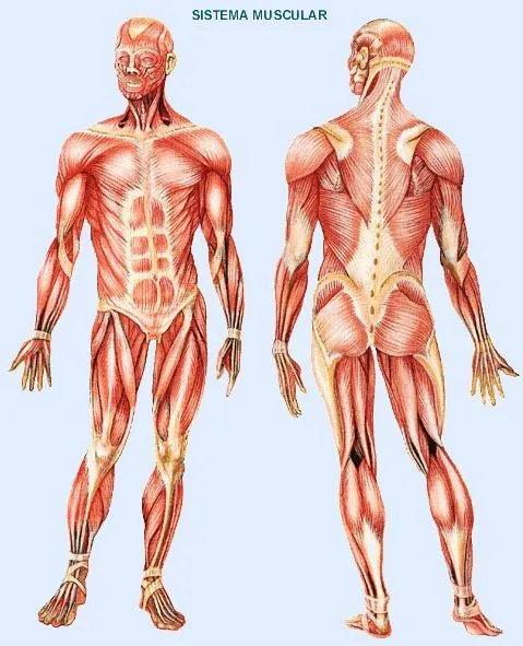 Sistema muscular sin nombres para imprimir - Imagui