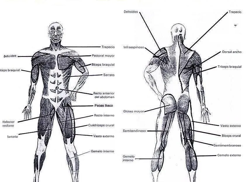 Sistema muscular y sus partes