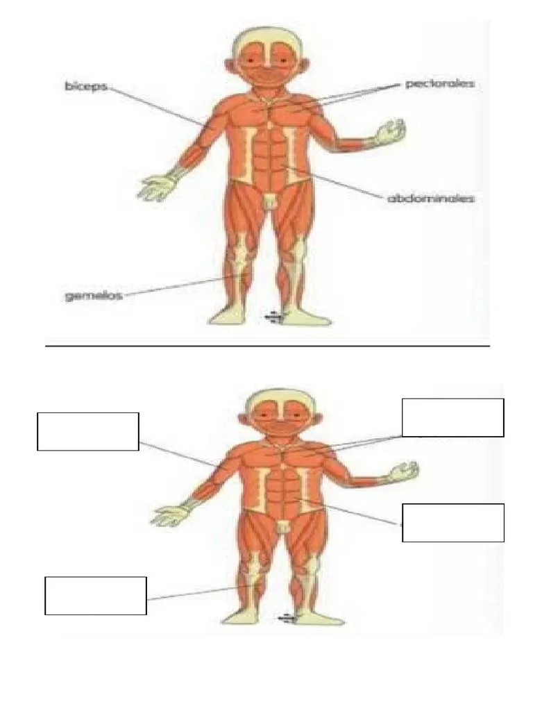 Sistema Muscular | PDF