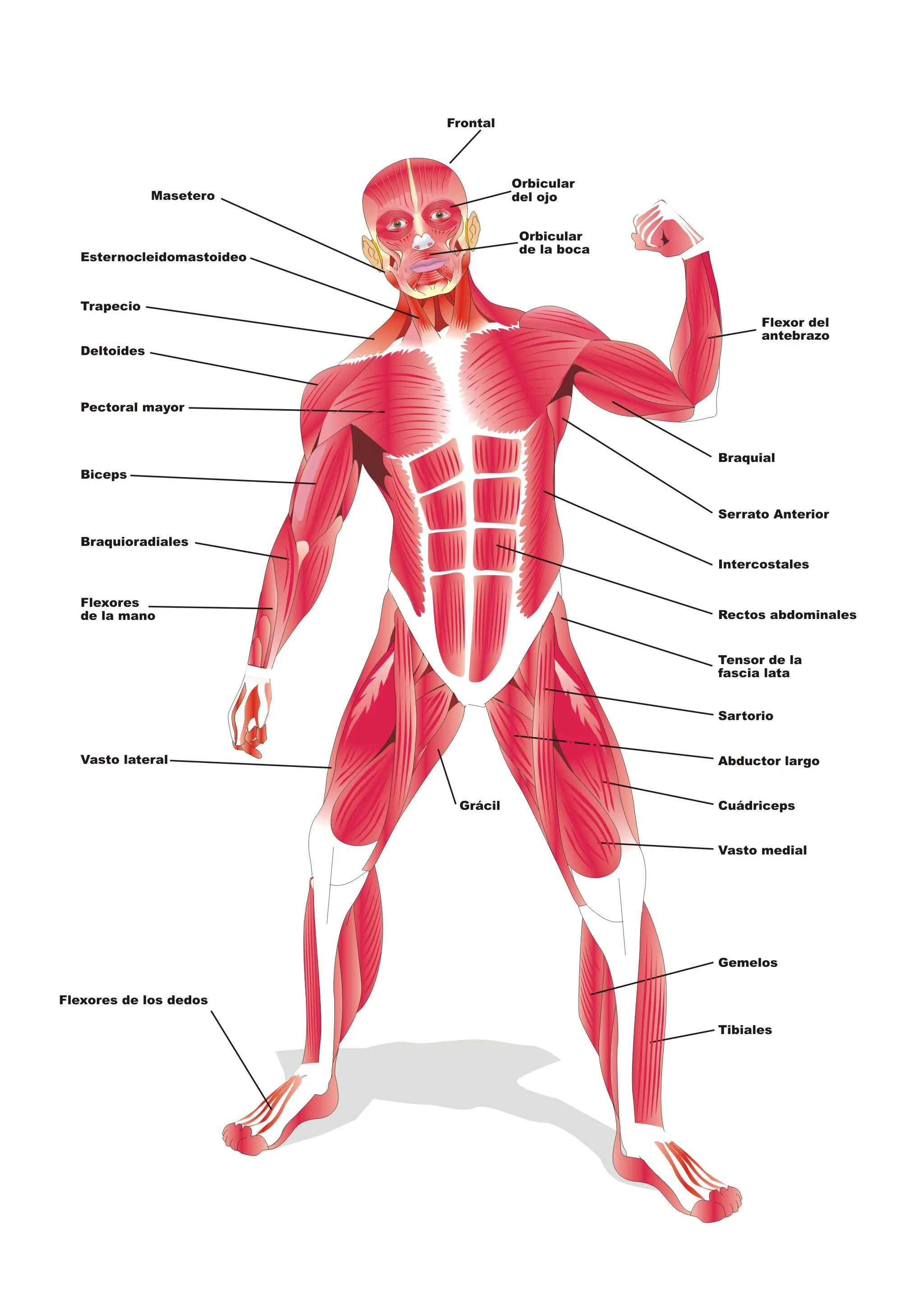 El Sistema Muscular | Proyecto Educere