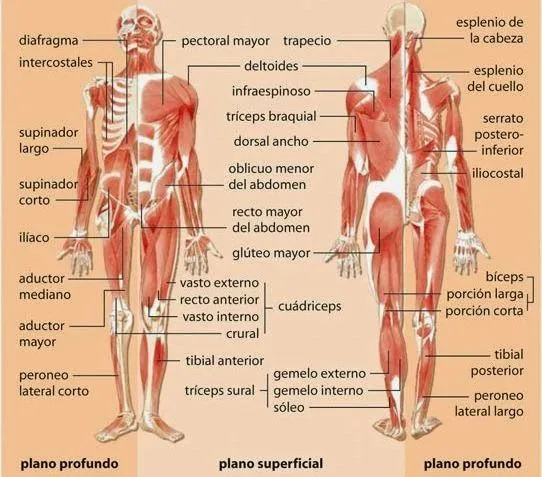 Sistema Muscular