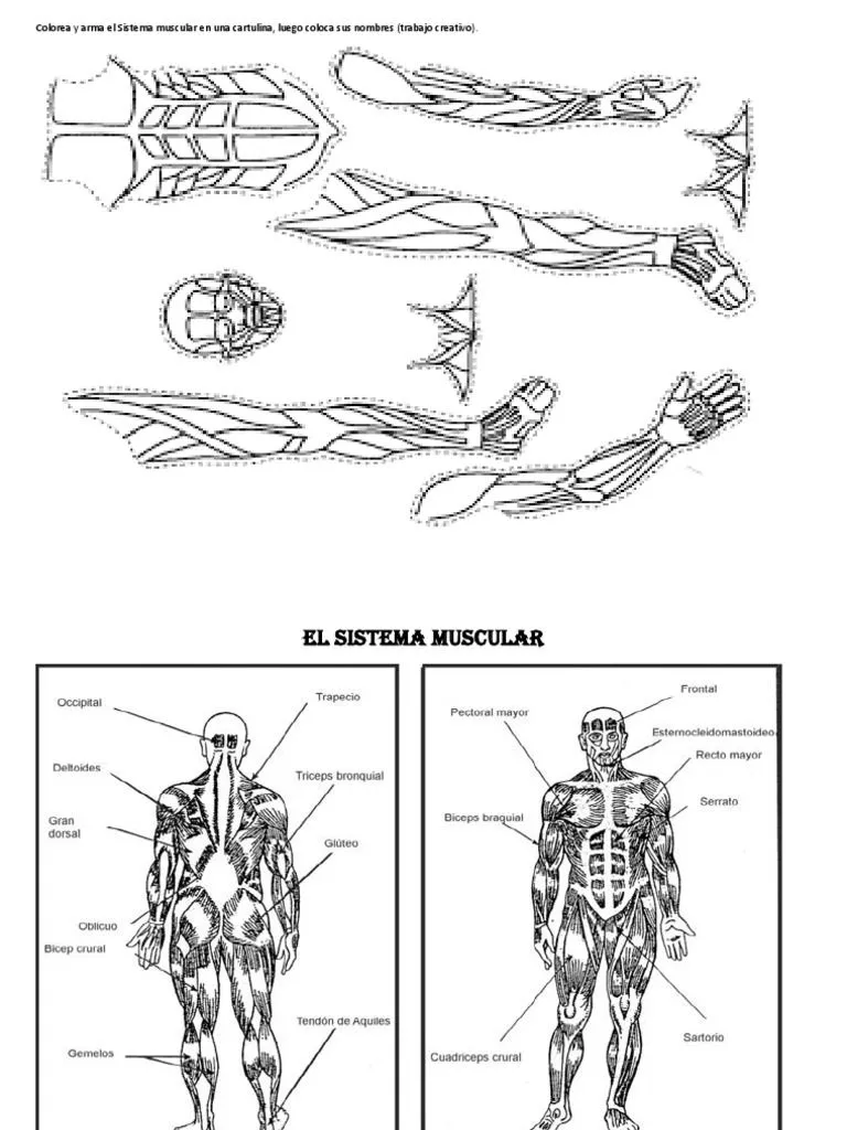 El Sistema Muscular El Sistema Muscular | PDF