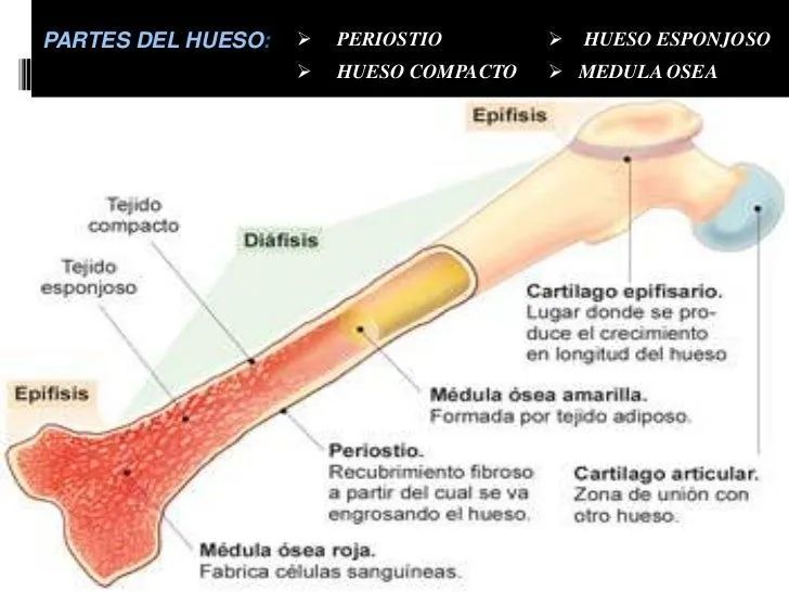 sistema-musculoesqueletico-8- ...