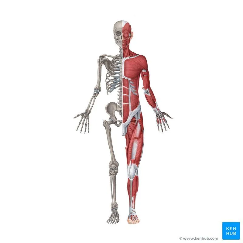 Sistema musculoesquelético: Anatomía y funciones | Kenhub