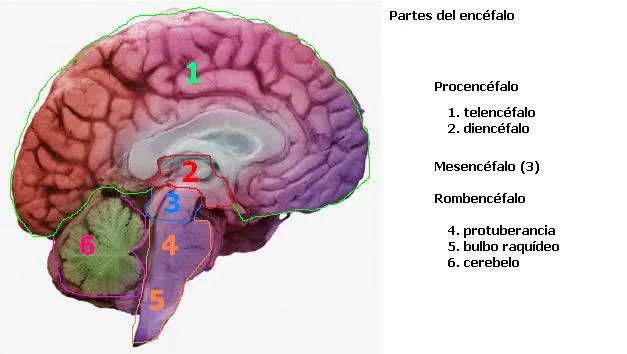 Sistema nervioso central: partes del encéfalo | Resumen de fisiología