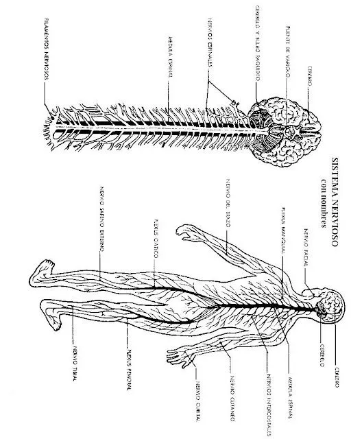 Dibujos del sistema nervioso para colorear - Imagui