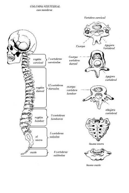 Pinto Dibujos: Columna Vertebral con nombres para colorear