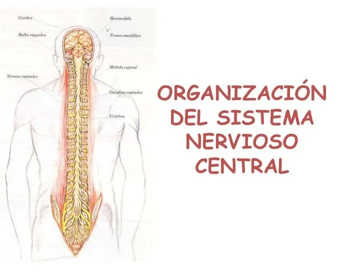 Sistema nervioso central y periferico para colorear - Imagui