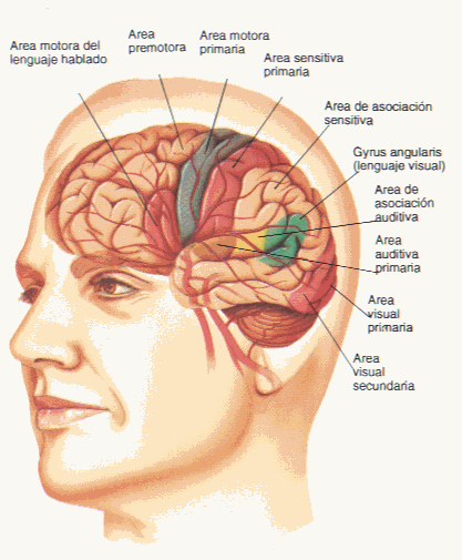 Sistema nervioso - Monografias.