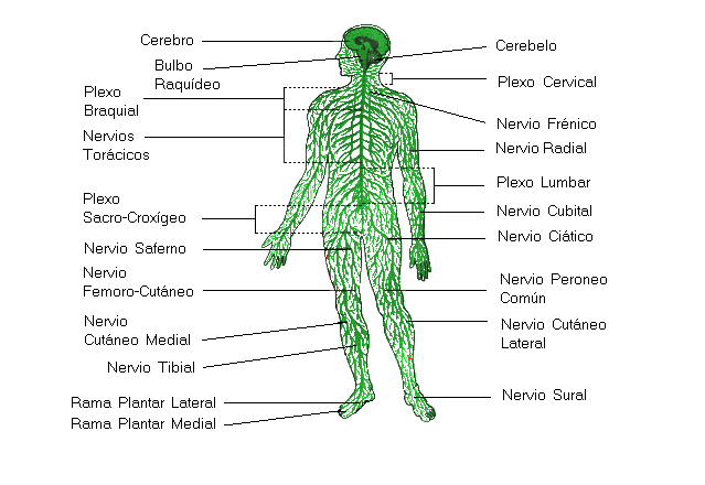Sistema nervioso periferico - Monografias.