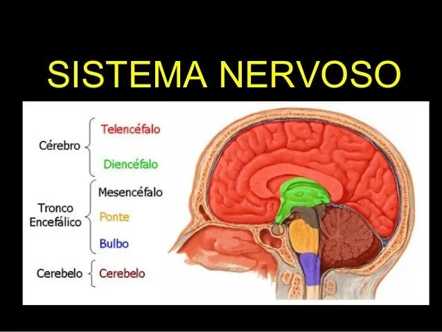 Sistema nervoso 9º ano