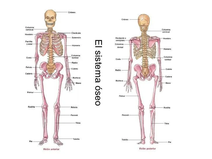 El Sistema óseo