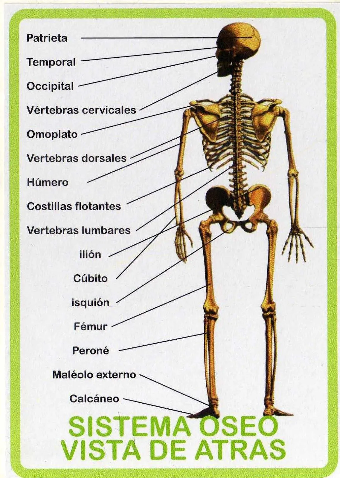 Sistema Oseo