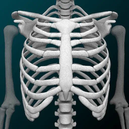 Sistema Oseo en 3D (Anatomia) - Apps en Google Play