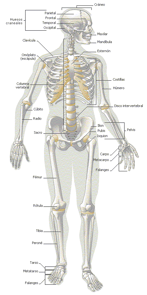 Sistema oseo | ANATOMY | Pinterest