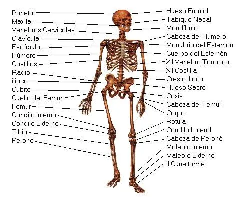 Del sistema oseo para dibujar - Imagui