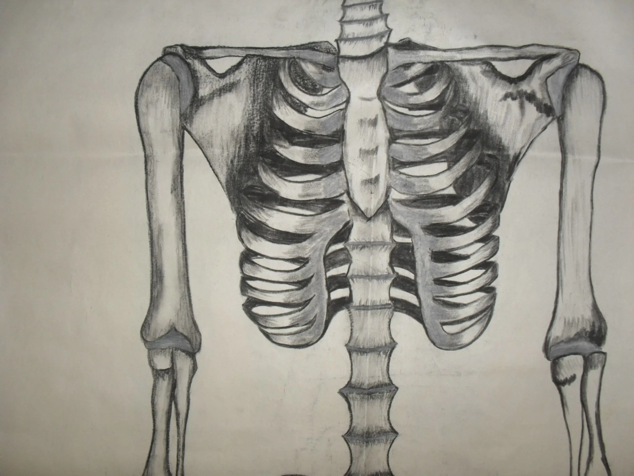 Sistema oseo dibujo - Imagui