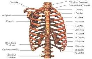 sistema oseo: como se divide el sistema oseo