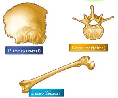 EL SISTEMA ÓSEO: LOS HUESOS..!